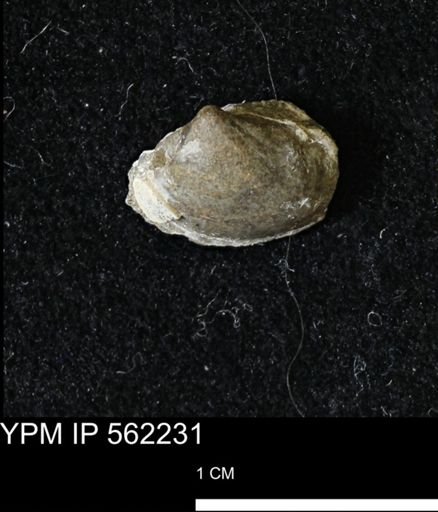 Limopsis striatopunctatus
