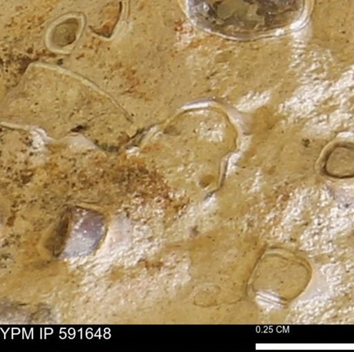 Serpulidae
