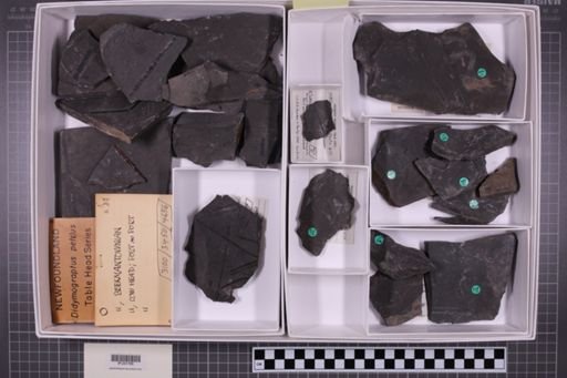 mixed taxa, stratigraphic collection