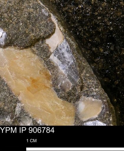 Pseudoptera sp.
