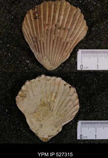 Pecten texana