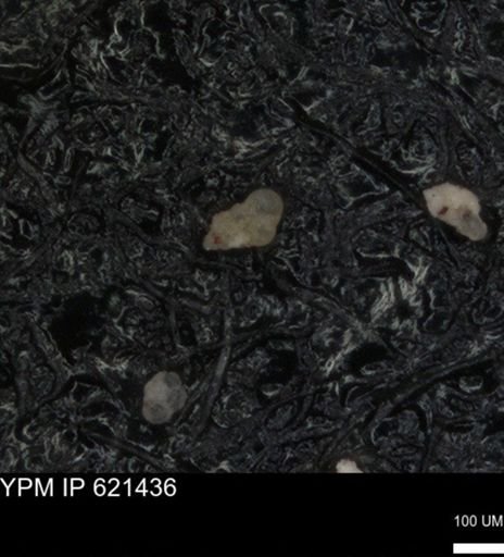 undet. Foraminiferida