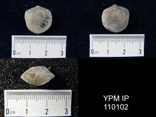 Atrypa reticularis