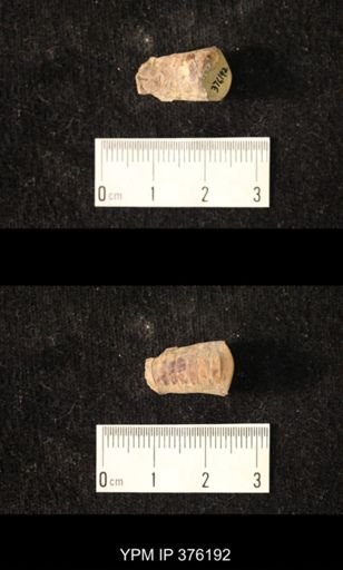 Pseudorthoceras knoxense