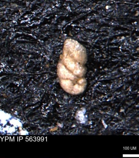 Ammobaculites obliquus