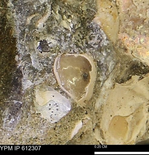 undet. Bivalvia
