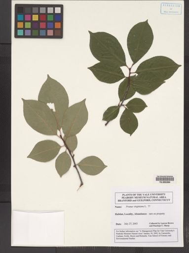 Prunus virginiana