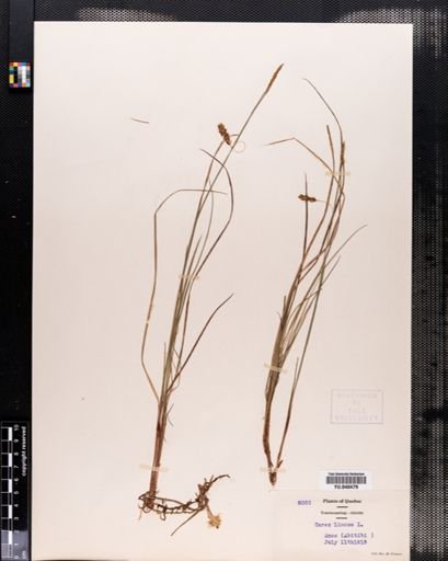 Carex limosa