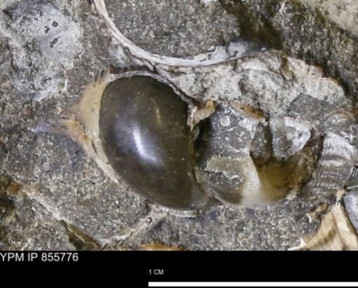 Drepanochilus sp.