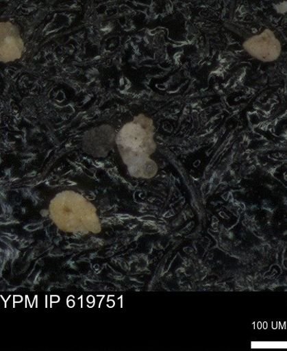 undet. Heterohelicidae