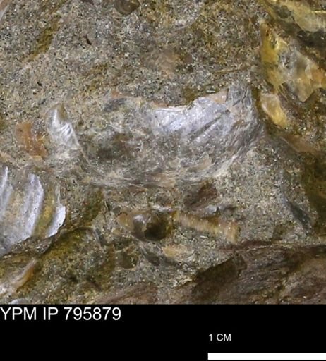 undet. Inoceramidae