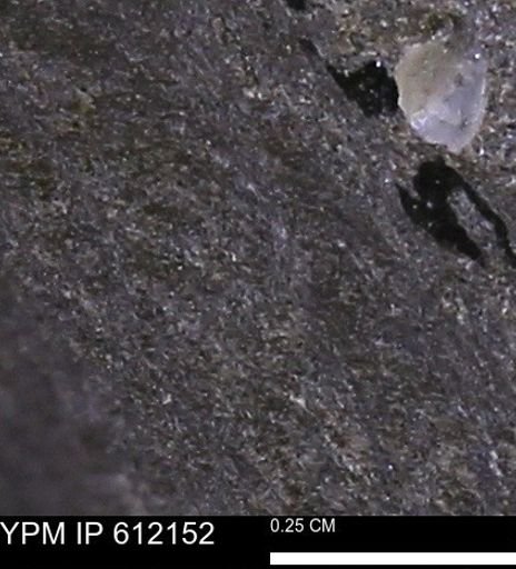 undet. Bivalvia