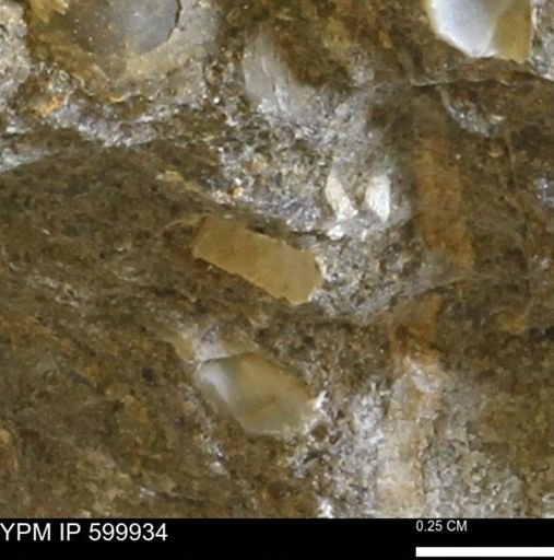 undet. Bivalvia
