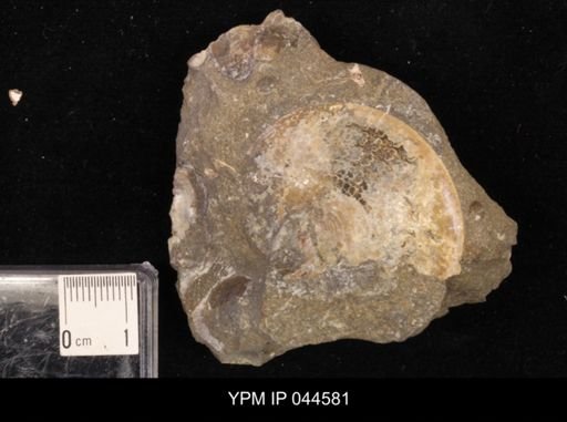 Sphenodiscus lenticularis