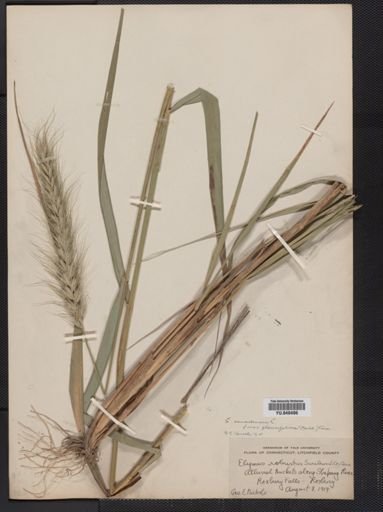 Elymus canadensis