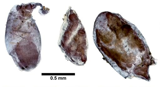 Plagiostomum