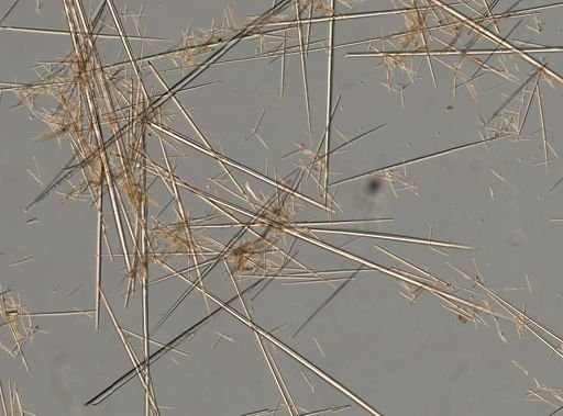 Radiella