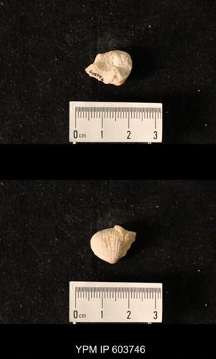 Productus sp.