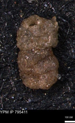 Ammobaculites euides