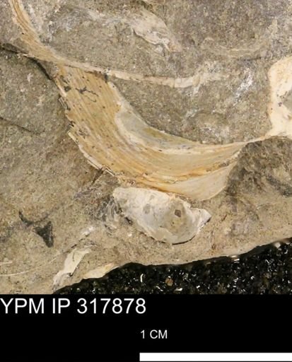 Hoploscaphites sp.