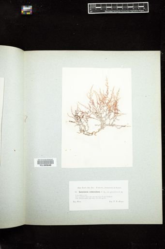 Laurencia tuberculosa