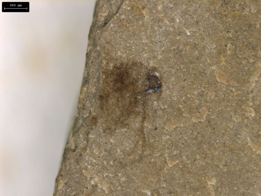 taxon undetermined