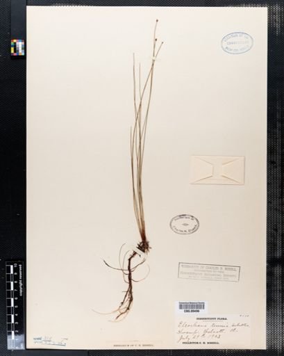 Eleocharis tenuis