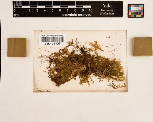 Plantae