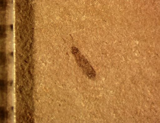 undet. Staphylinidae