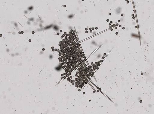 Geodia gibberosa