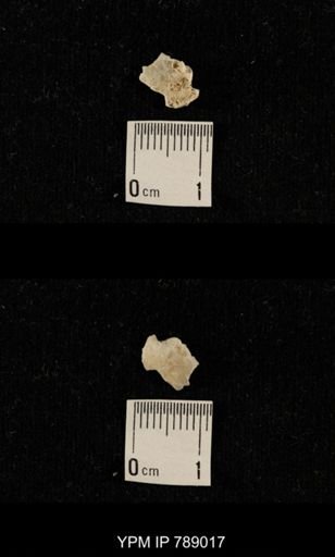 undet. Brachiopoda