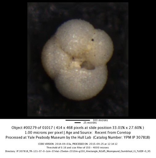 Neogloboquadrina incompta