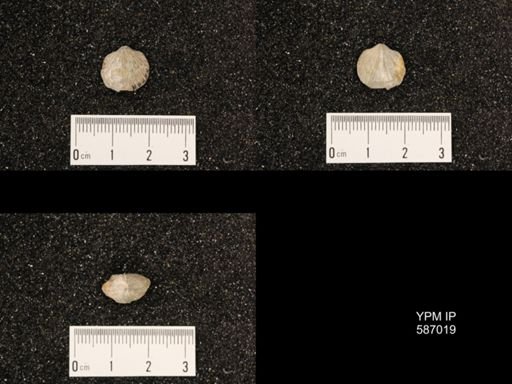 Atrypa marginalis