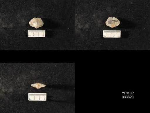 Athyris spiriferoides