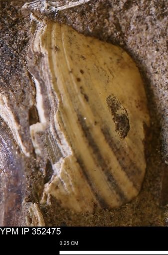 Limopsis striatopunctatus