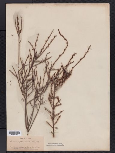 Acacia