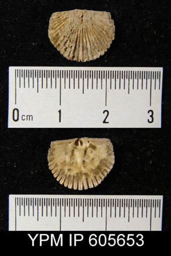 Hesperorthis sp.