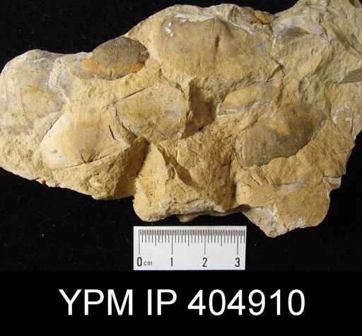 Eodevonaria?