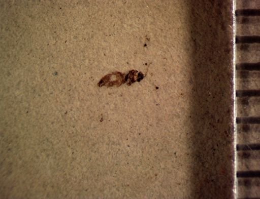 undet. Diptera