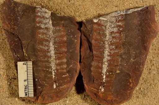 Pecopteris