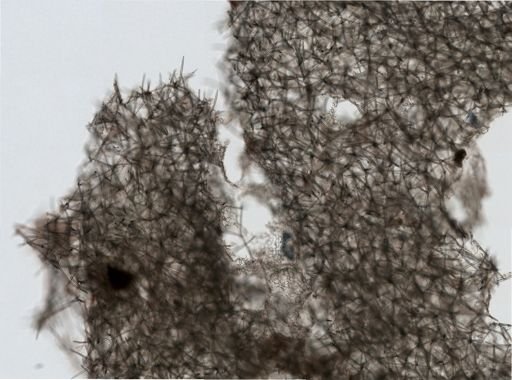 Haliclona (Gellius) cf. textapatina