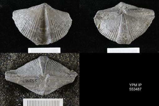 Spirifer audacula