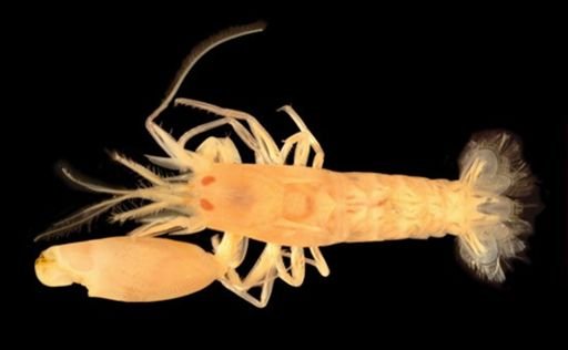 Alpheidae