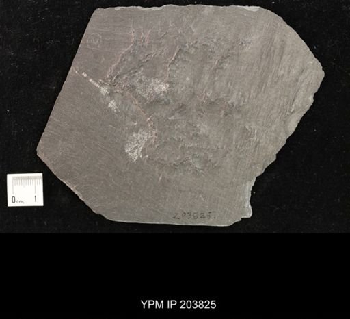 Hystrigaster horridus