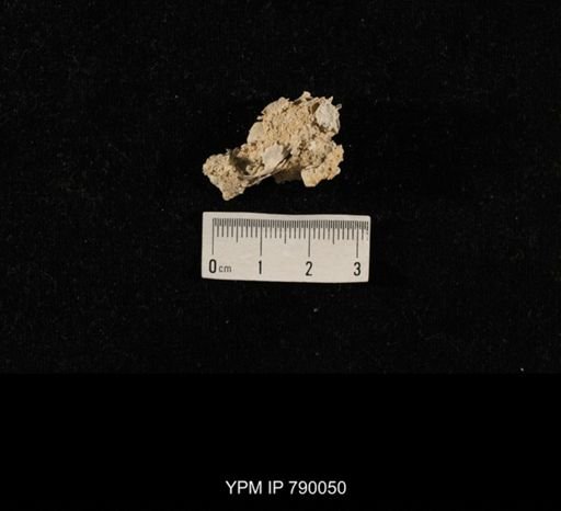 undet. Brachiopoda; shell hash with