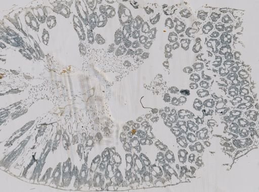 Ceratoporella nicholsoni