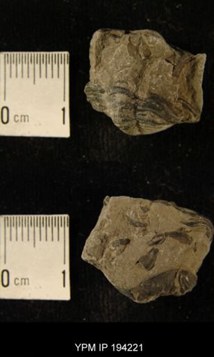 Phacops rana