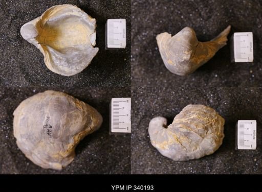 Gryphaea sp.
