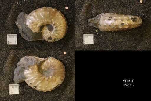 Discoscaphites gulosus