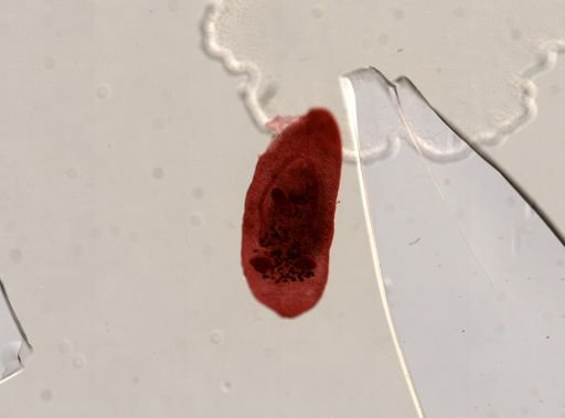Platyhelminthes
